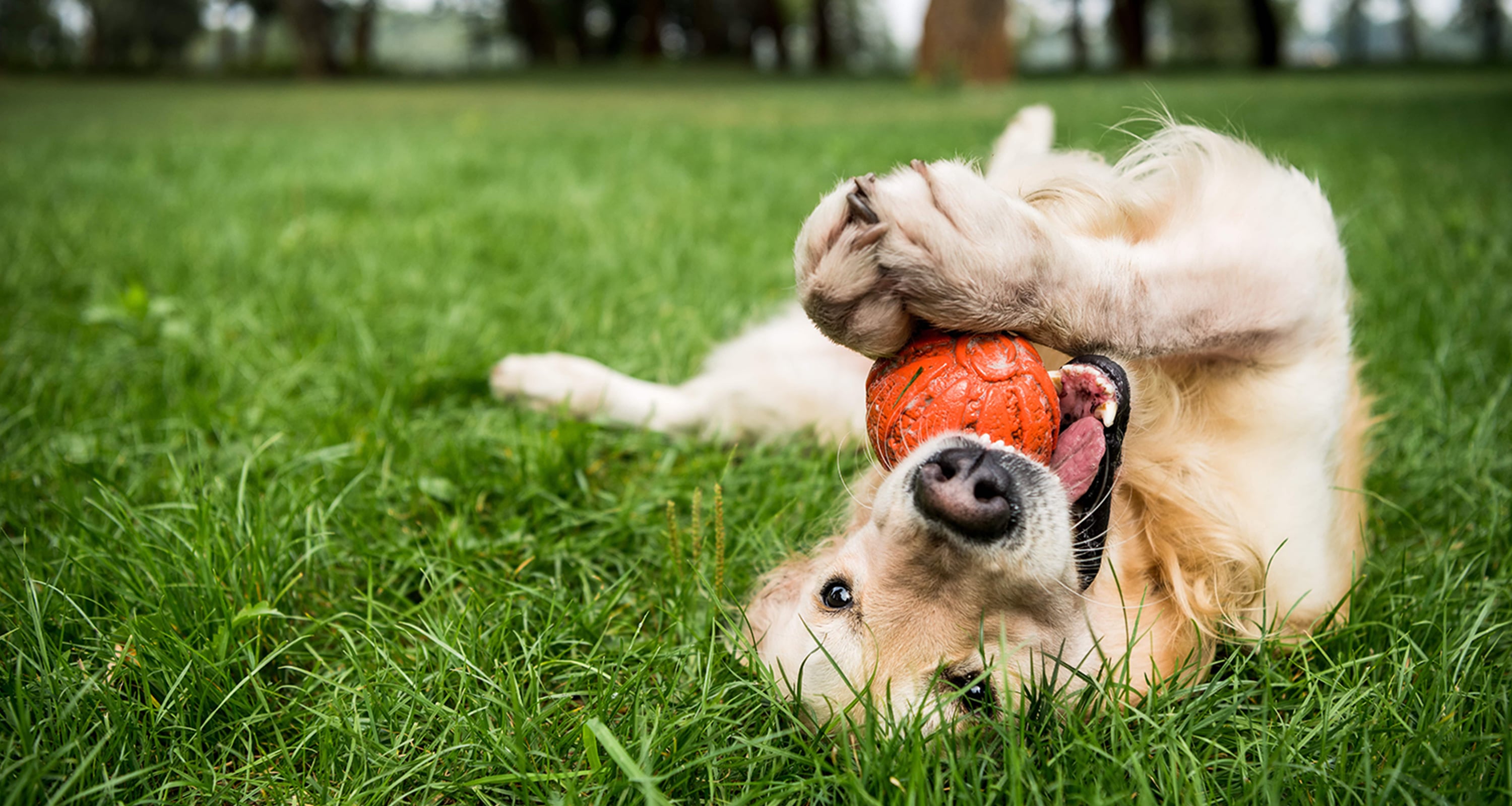 Respiratory Problems In Dogs Trudell Animal Health